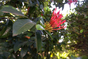 Flamboyant tree or phoenix flower, a kind of urban tree that bloom bright red flowers in summer season, beautiful blossom on branch of tree from bottom. Stock photo