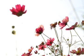 コピースペースのある青い空の背景とピンクのコスモスの花