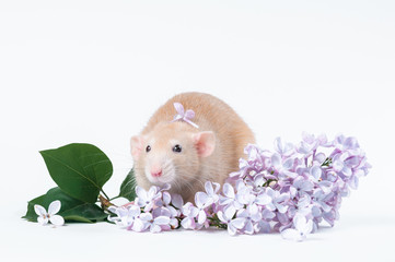 Orange rat with lilac flowers on a white background