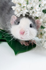 funny little rat looks out of white flowers