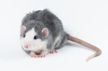 affectionate cute rat sitting on white background