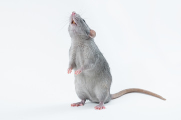 affectionate cute rat sitting on white background