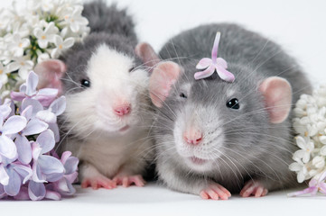 Two rat friend lie on a white background in vibrant colors