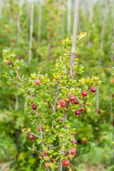 Reife Stachelbeeren am Strauch in einer Obstplantage