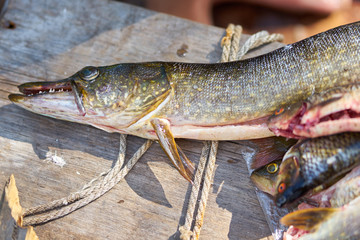 pike caught on the lake lies on a wooden board along with other fish