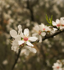 cherry blossom branch, blurred background, bokeh
