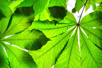 Fototapeta na wymiar Green chestnut leaves against the sky
