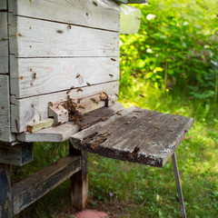  bees returning to the wooden beehive