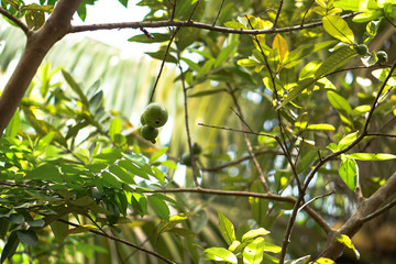 Growing on the tree green mango. Vegetarian fruits in Asia. natural background. Stock photo