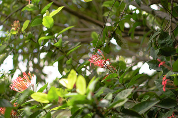 Flamboyant tree or phoenix flower, a kind of urban tree that bloom bright red flowers in summer season, beautiful blossom on branch of tree from bottom. Stock photo