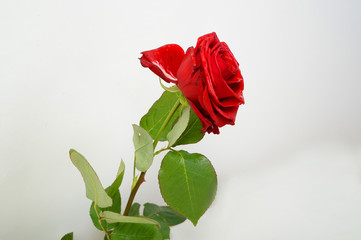 Rote rose