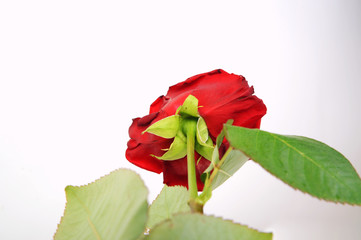 Rote rose