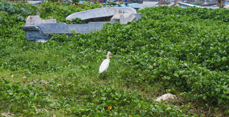 Beautiful oriental bird on a sunny day on a green background of plants. Stock photo