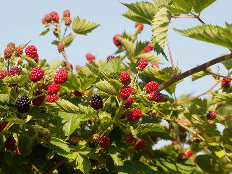 M&ucirc;rier (Rubus fruticosus) ou ronce aux petits fruits, m&ucirc;res noires et rouges
