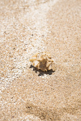 Corals rendered on the beach of the ocean. ruined reefs on the ocean. Background for travel themes, travel agencies. Stock photo