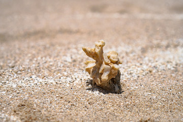 Corals rendered on the beach of the ocean. ruined reefs on the ocean. Background for travel themes, travel agencies. Stock photo