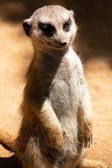 SURICATA IN PIEDI IN PRIMO PIANO