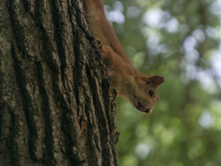 Squirrel descends from a tree in the summer in the forest