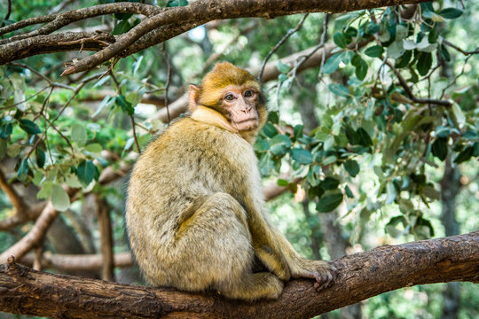 Wildlife macaques monkeys in Moroccan cedar forest near Azrou, Morocco