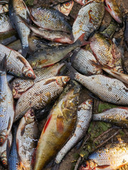 a lot of different caught fish lies on the lake