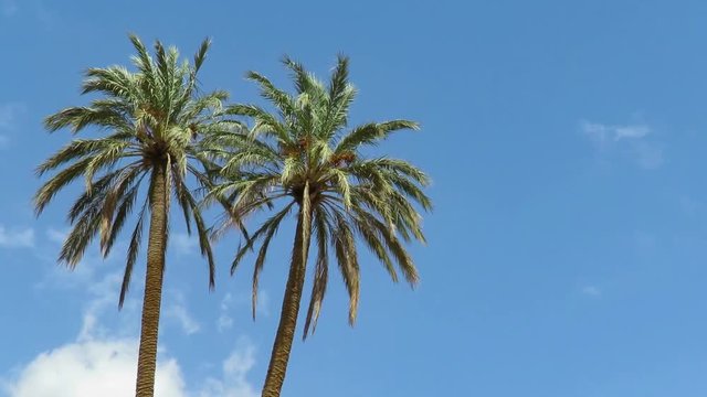 2 Palms trees on little cloudy blue sky dancing by the wind