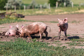 A group of little pigs digging in the dirt on the lawn. Livestock farm.