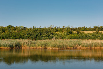 Lake and reeds. Trees in the background.