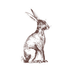 Cute bunny, rabbit or hare isolated hand drawn with contour lines on white background © Good Studio