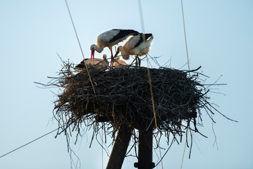 family of storks in the nest © Svetlana