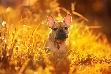 french bulldog puppy playing in the grass at sunset