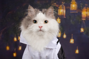 portrait of a cat on the background of Chinese lanterns
