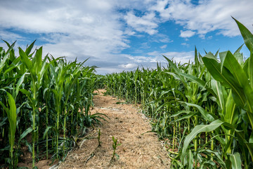 Maislabyrinth mit Wegen im Maisfeld
