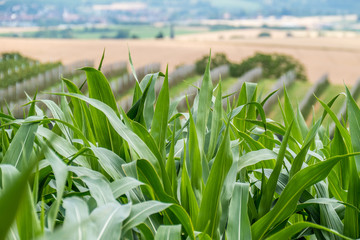 Maislabyrinth mit Wegen im Maisfeld