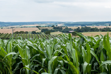 Maislabyrinth mit Wegen im Maisfeld