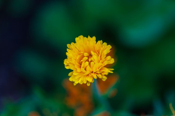 close up of a fully open yellow wildflower