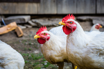 White courious looking chickens in a farm