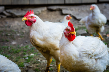 Two white chickens in a farm
