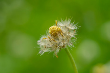 Coat buttons or Mexican daisy flower