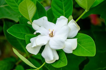 White Gardenia flower or Cape Jasmine