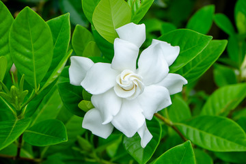 White Gardenia flower or Cape Jasmine