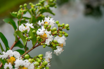 Close up white flower of Crape myrtle