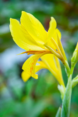 Fototapeta na wymiar Yellow Indian shot flower.