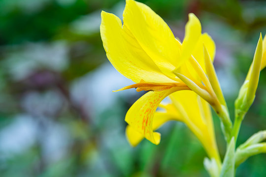 Yellow Indian shot flower.