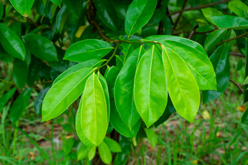 Close up Soursop, Prickly Custard Apple.