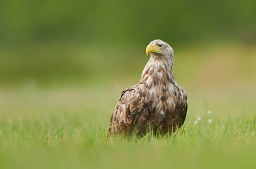 White tailed eagle (Haliaeetus albicilla)