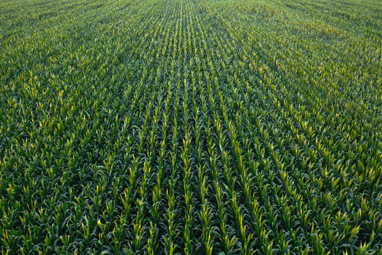 Aerial View Of Green Corn Crops Field