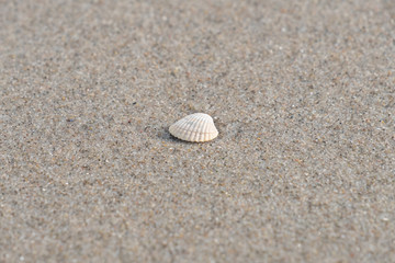 Fototapeta na wymiar Muschel auf dem Sandstrand