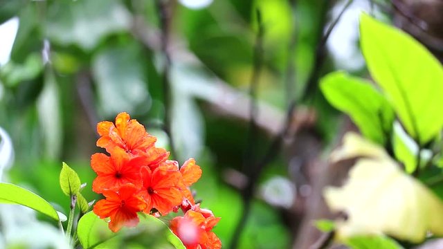 Geiger tree or cordia has red orange flowers and blue background