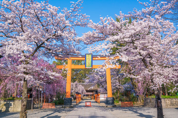 Naklejka premium 京都 平野神社の桜