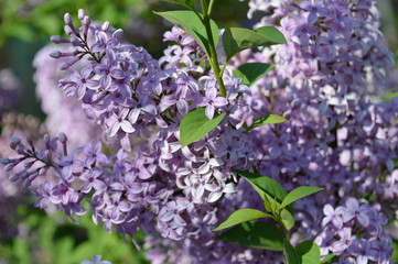 Obraz premium Purple lilacs bloomed in the yard.